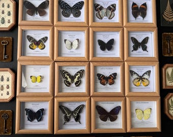 Genuine Butterfly Specimen Frame | Wooden Display Decor, Natural History Art