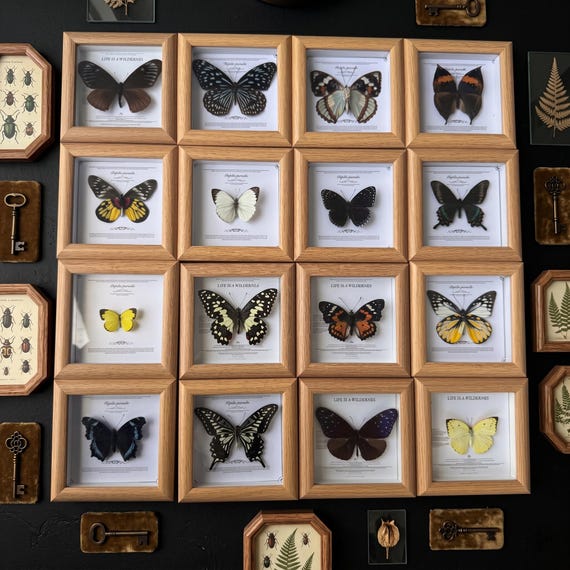 Genuine Butterfly Specimen Frame | Wooden Display Decor, Natural History Art|butterfly
