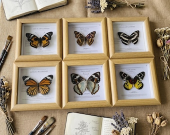 Real butterfly specimen photo frame | Spotted wing lucky blind box | Holiday gifts butterfly
