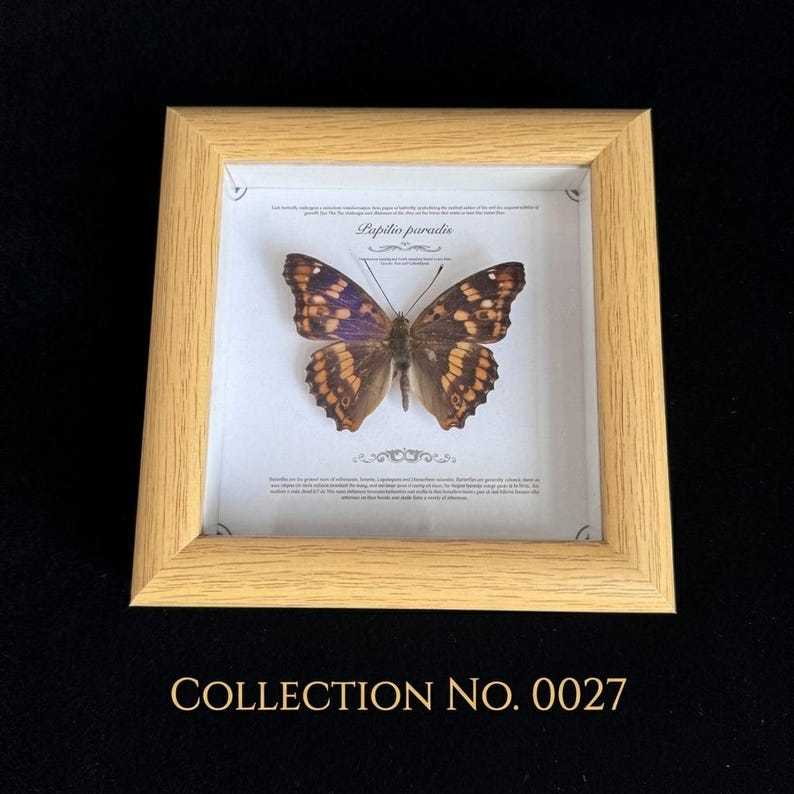 Pu&ograve; includere: Un esemplare di farfalla incorniciato, Papilio paradis, con ali marroni, viola e gialle. La farfalla &egrave; centrata in una cornice di legno chiaro, con il testo "COLLECTION NO. 0027" in basso.