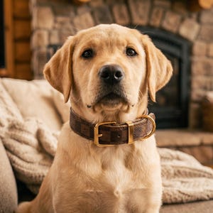 May include: A golden Labrador puppy wearing a brown leather collar with a gold buckle. The dog is sitting on a beige couch in front of a fireplace. The collar has a repeating pattern.