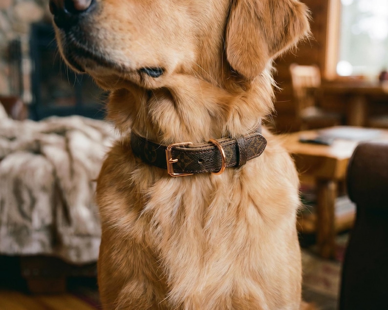 May include: A golden retriever dog wearing a brown leather dog collar with a gold-colored buckle. The collar has a repeating pattern. The dog's fur is a light brown color.