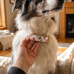 May include: A white dog collar with a gold-colored buckle and colorful star and flower designs. The collar is being held by a person's hand. The dog has black and white fur.
