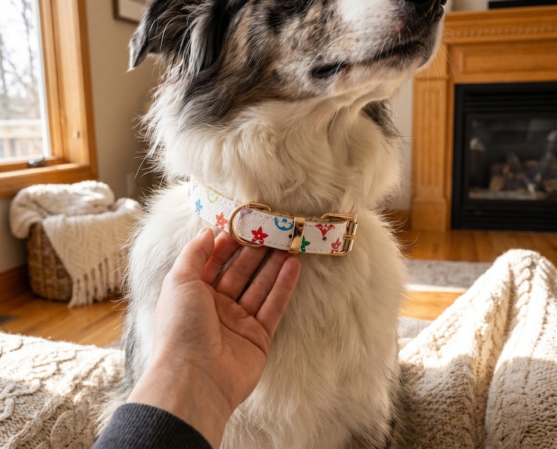 May include: A white dog collar with a gold-colored buckle and colorful star and flower designs. The collar is being held by a person's hand. The dog has black and white fur.