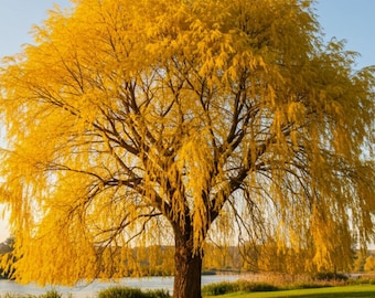 2 Golden Weeping Willow Trees Live | Ready to Plant Shade Tree Cuttings