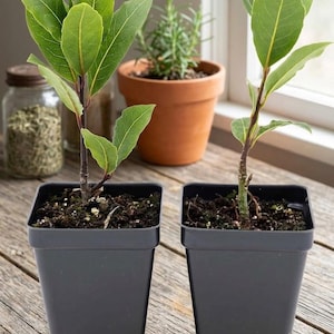 May include: Two young bay laurel plants with glossy green leaves, each potted in a square black plastic container filled with dark soil. The plants feature upright woody stems and are positioned side by side, displaying their foliage clearly.