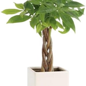 Pode incluir: Uma árvore-da-felicidade com um tronco castanho trançado e folhas verde-vibrantes, plantada num vaso quadrado de cerâmica branca. A frente do vaso apresenta o texto cursivo preto "love you more" com um pequeno coração vermelho no final.