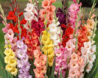 100 Mixed Gladiolus Bulbs | Assorted Color Flower Corms for Planting