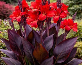 Black Knight Canna Lily Bulbs 3 Pack | Tropical Red Flower Rhizomes for Garden & Containers