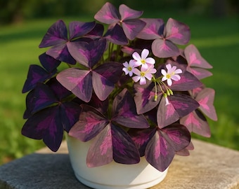 20 Purple Shamrock Bulbs | Oxalis Triangularis Corms for Indoor & Outdoor Planting