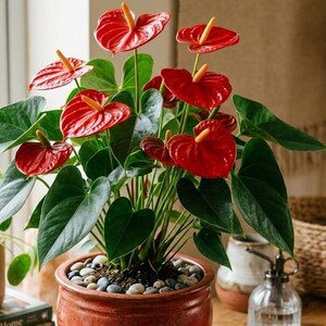 May include: A potted Anthurium plant with vibrant red heart-shaped flowers and large, glossy green leaves. The plant is in a terracotta pot filled with small pebbles, creating a striking contrast of colors and textures. The flowers have a yellow spadix.