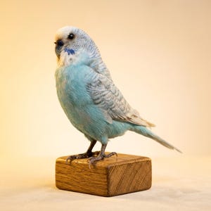 May include: A light blue parakeet perched on a small, square wooden block. The bird has a white head, blue chest, and gray wings. Its beak is black, and its feet are dark. The background is a soft, warm yellow.