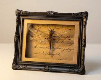 Handmade Framed Dragonfly Specimen | Preserved Insect Display | Natural History Wall Art | Vintage Frame Curiosity Decor Gift
