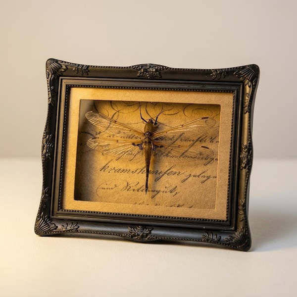 Ejemplar de libélula enmarcado a mano / Exhibición de insecto preservado / Arte mural de historia natural / Regalo decorativo con marco vintage