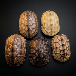 May include: Five tortoise shells in shades of brown and tan are displayed against a black backdrop. The shells feature a textured, geometric design. The colours range from light tan to dark brown.