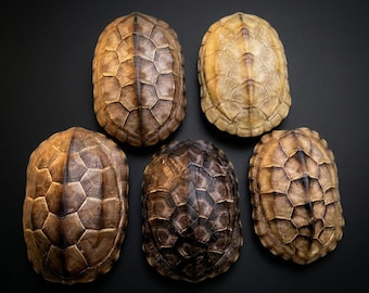 Gothic Natural Turtle Shell Carapace | Reptile Armor Decor for Curiosity Cabinets | Taxidermy Oddities Gift