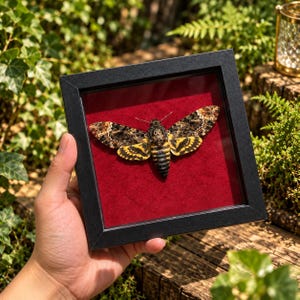 May include: A death's-head hawkmoth specimen displayed inside a square black frame. The moth features intricate brown, black, and yellow wing patterns with a skull-like marking on its thorax, mounted against a vibrant red velvet background.