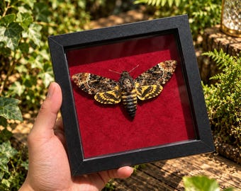 May include: A death's-head hawkmoth specimen displayed inside a square black frame. The moth features intricate brown, black, and yellow wing patterns with a skull-like marking on its thorax, mounted against a vibrant red velvet background.