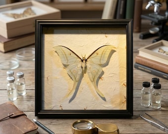 Real Luna Moth Specimen Frame | Preserved Moth Natural History Display | Curiosity Cabinet Wall Art | Collector Gift | Moth Only Available