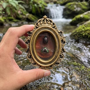 May include: An oval, antique gold-coloured frame with a dark brown background, showcasing two iridescent beetles. The frame is held in front of a natural background with a waterfall and lush greenery. The beetles have a metallic sheen.