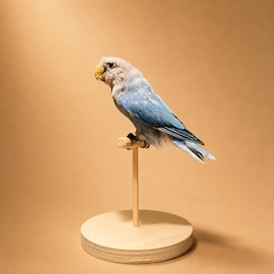 May include: A taxidermy lovebird with light blue and white feathers perched on a small wooden dowel stand. The bird has a pale head, a yellow beak, and dark eyes. The stand consists of a vertical rod attached to a circular wooden base.