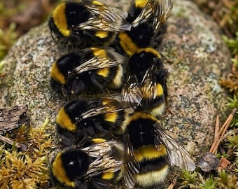 Real Bumblebee Queen Specimens Set | Open Wing or Closed Wing | 1 / 5 / 10 Pieces | Large Natural Bee for Study, Art, Resin & Display