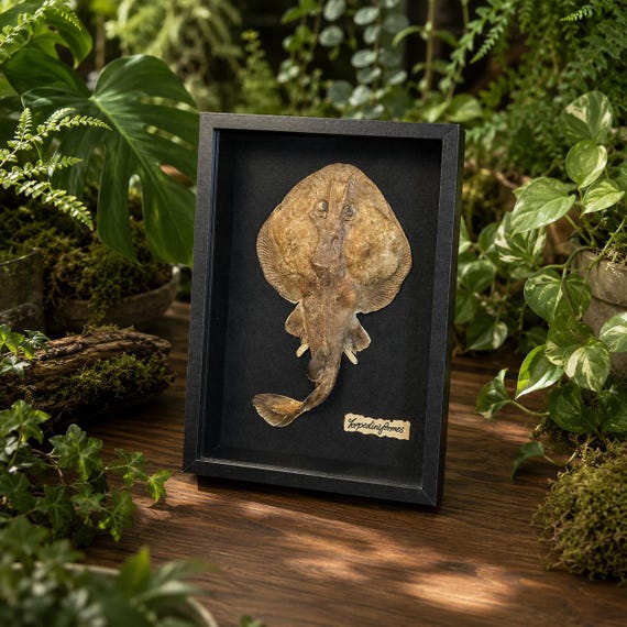 A full preserved stingray in a handmade frame — dramatic, oceanic, and genuinely one-of-a-kind wall art that no mass-market store could ever stock.