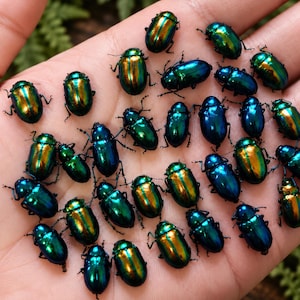 May include: A collection of numerous small, oval-shaped beetles with a metallic, iridescent exoskeleton. The beetles display vibrant, shifting colors ranging from deep emerald green to bright gold and royal blue across their smooth shells.