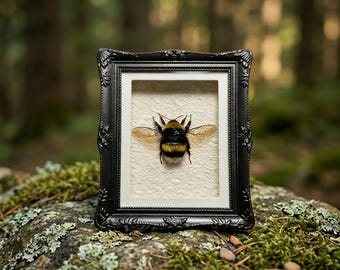 Genuine Bumblebee Specimen Magnet in Resin Frame | Natural History Display | Insect Collector Decor | Science Lover Gift