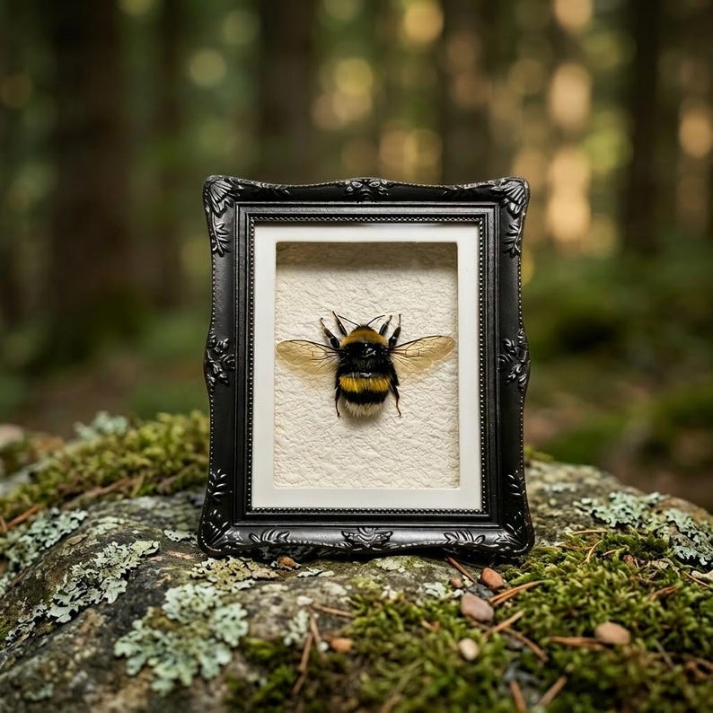 Genuine Bumblebee Specimen Magnet in Resin Frame | Natural History Display | Insect Collector Decor | Science Lover Gift image 1