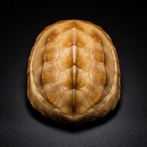 Könnte beinhalten: Nahaufnahme eines Schildkrötenpanzers, der ein detailliertes Muster aus sechseckigen Platten zeigt. Der Panzer hat eine warme, hellbraune Farbe mit dunkleren braunen Akzenten, vor einem schwarzen Hintergrund. Textur und Form sind klar definiert und heben das natürliche Design hervor.