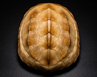 Natuurlijk schildpadschild | Echt schildpadbotmonster | Curiosity-kastdecoratie | Educatieve natuurweergave