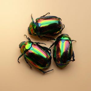 Op de afbeelding: Drie iriserende kevers met een metallic glans, die een spectrum aan kleuren vertonen, waaronder groen, blauw en rood. De kevers zijn geplaatst op een lichtbruin oppervlak, waarbij hun ingewikkelde exoskeletten te zien zijn.