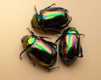 Pack of 4 Scarab Beetles ( 2male/2female) Phanaeus Vindex 20/25mm