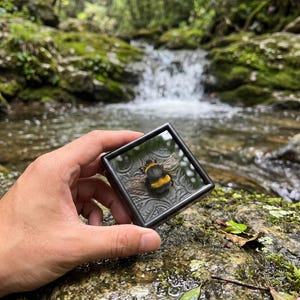 May include: A black framed display case with a bumblebee inside. The bee has yellow and black stripes. The case is held in front of a natural background with a waterfall and green foliage.