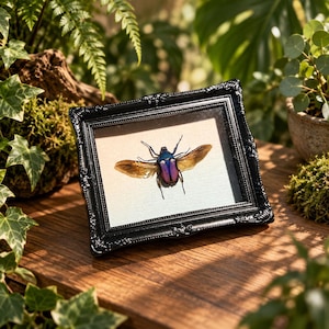 May include: A framed specimen of a metallic purple and blue beetle with its wings spread wide. The insect is mounted against a light-coloured background inside a rectangular black frame with ornate, decorative edges and a textured surface.
