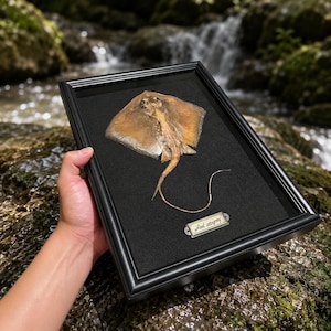Peut inclure: Un spécimen de raie séché et préservé de couleur brune, monté sur un fond noir à l'intérieur d'un cadre rectangulaire noir. Une petite étiquette métallique en bas présente l'inscription Red stingray en écriture cursive.