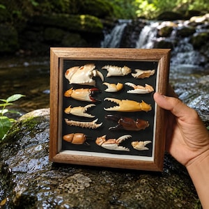 May include: A square wooden shadow box frame containing a collection of various crab claws and shell fragments arranged on a black background. The specimens display diverse textures and colours, ranging from white and tan to dark brown.