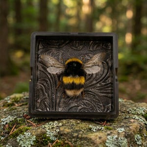 Genuine Bumblebee Specimen Magnet in Resin Frame | Natural History Display | Insect Collector Decor | Science Lover Gift image 4