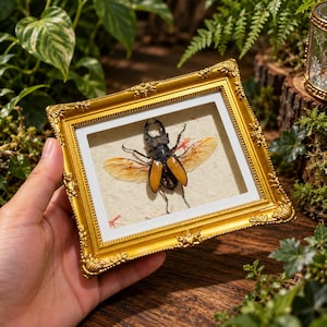 May include: A preserved stag beetle specimen with translucent amber wings displayed inside a rectangular gold ornate frame. The beetle features a dark brown body and large mandibles, mounted on a textured off-white background with small red accents.
