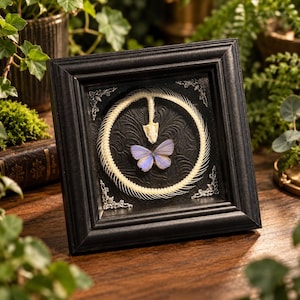 May include: A square black frame containing a circular arrangement of white snake vertebrae and a skull, centered around a small blue butterfly. The background is a black textured surface with silver decorative corner accents.