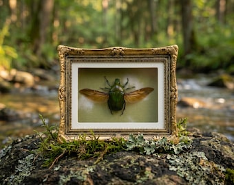 Framed Green Beetle Specimen | Metallic Insect Display in Gold Frame | Magnet Wall or Desk Decor | Unique Natural History Gift