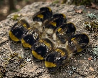 Real Bumblebee Queen Specimens Set | Open Wing or Closed Wing | 1 / 5 / 10 Pieces | Large Natural Bee for Study, Art, Resin & Display