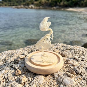 May include: A small, off-white, intricate skeletal structure of a bird specimen mounted upright on a circular, light-colored wooden base. The delicate bone formation features a curved neck, a prominent skull, and thin, spindly leg bones.
