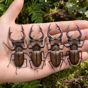 May include: Four stag beetles with dark brown, metallic-sheened bodies and large, serrated, antler-like mandibles. Each insect features a segmented thorax and abdomen, with thin, jointed legs extending outward from their bodies.