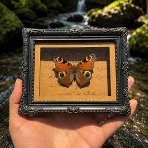 Könnte beinhalten: Ein gerahmtes Exemplar eines Tagpfauenauges mit orangefarbenen, schwarzen und blauen Augenflecken auf den Flügeln. Der Schmetterling ist auf einem beigen Hintergrund mit kursiver Schrift montiert. Der Rahmen ist schwarz und floral verziert.