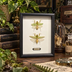 May include: A black rectangular frame containing two preserved green and tan mantis specimens mounted on a white background. A small black label with white text reading "Chondrodera tunis" is positioned below the insects within the frame.