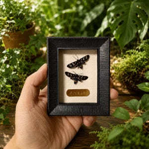 May include: A small, rectangular black frame with a wood-grain texture containing two preserved black moths with white spots on a cream-colored fabric background. Below the moths is a small, rectangular gold-colored plaque with the text AMATA.