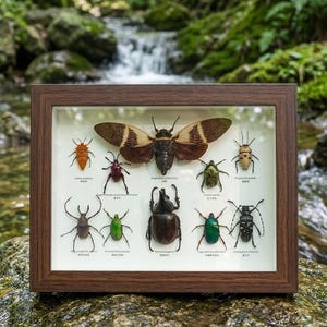 May include: A rectangular dark wood shadow box frame containing a collection of ten preserved insect specimens mounted on a white background. The display includes a large central cicada, a rhinoceros beetle, and various colorful beetles.