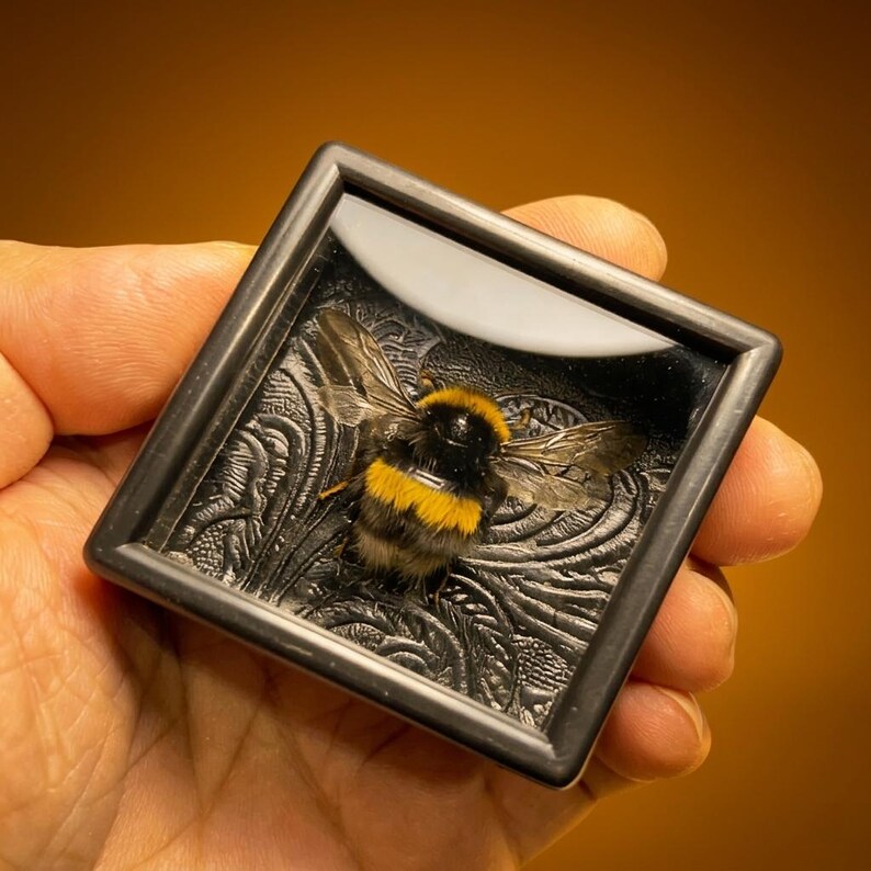 Real Bumblebee Insect Specimen Resin Frame Magnet | Natural History ...